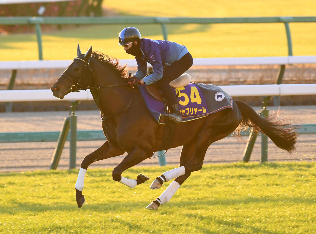 松山騎手を背にシャフリヤールは中山競馬場の芝コースで追い切る（撮影・柴田隆二）