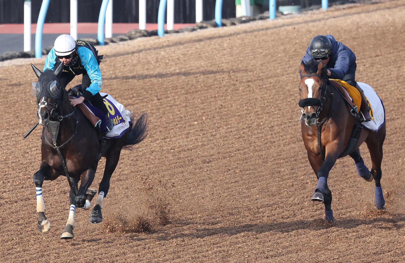 タイトルホルダー（左）は横山和騎手を背に美浦ウッドを併せ馬で追い切られた（撮影・丹羽敏通）