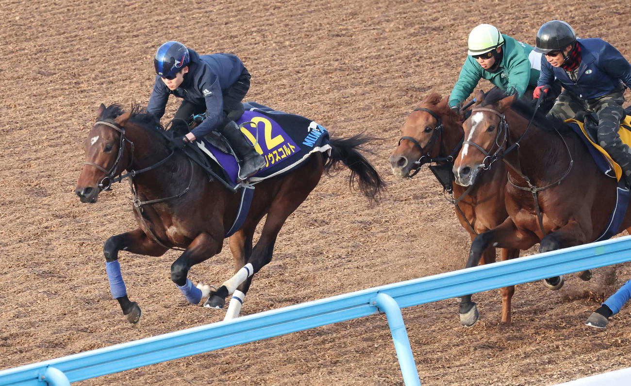 シリウスコルト（左）は三浦騎手を背に美浦ウッドを3頭併せで追い切られた（撮影・丹羽敏通）