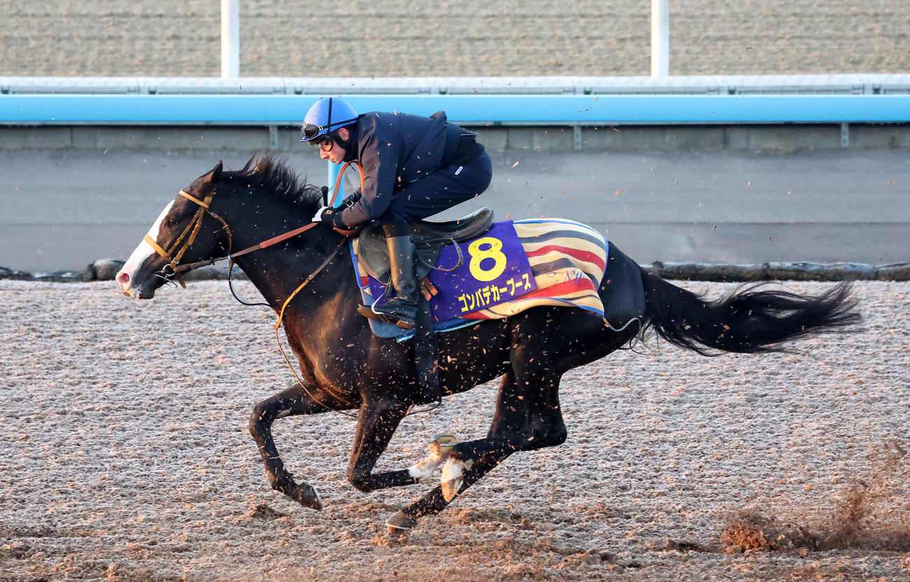 ゴンバデカーブースはムーア騎手を背に美浦ウッドを駆け抜けた（撮影・丹羽敏通）