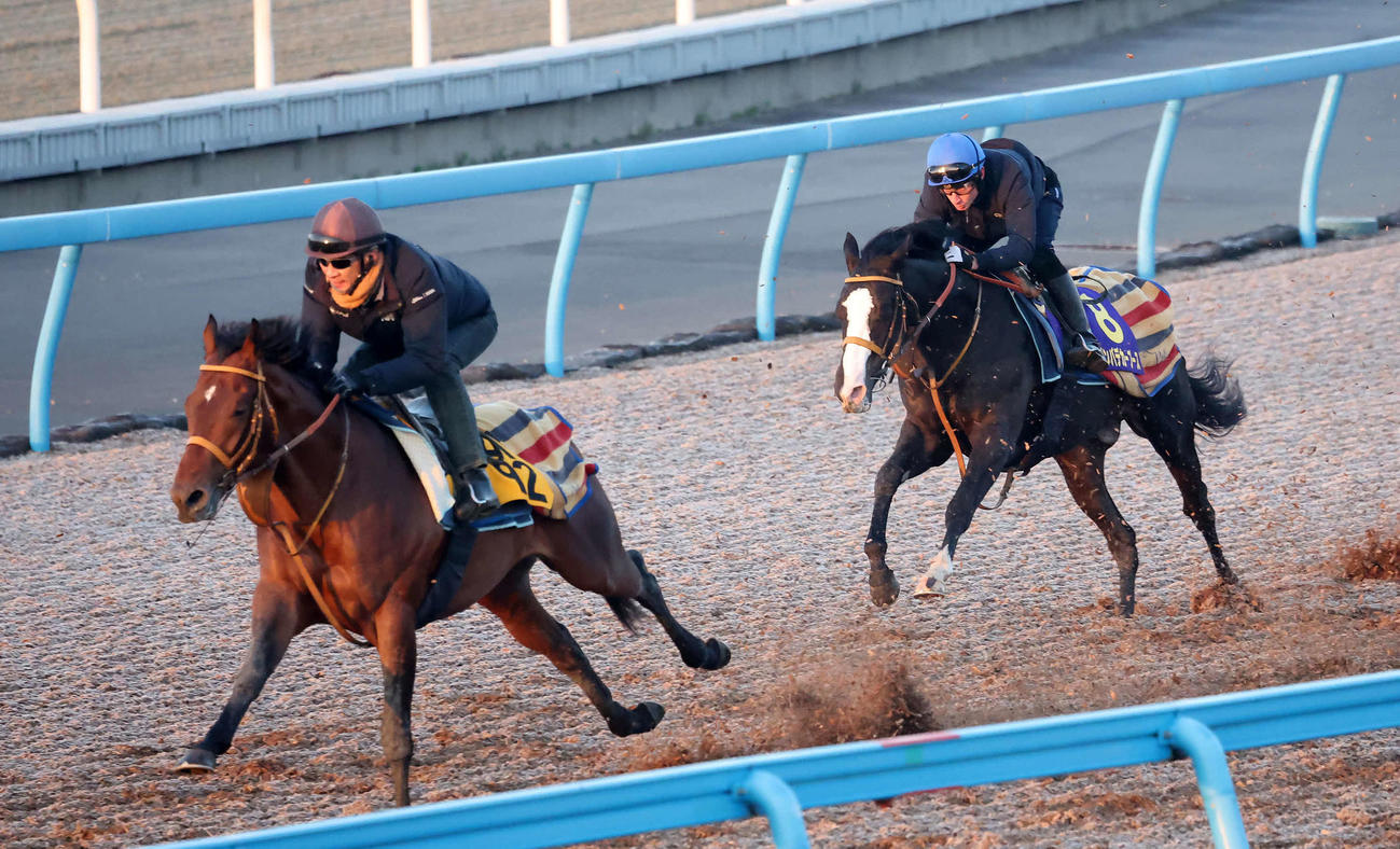 ゴンバデカーブース（右）はムーア騎手を背に美浦ウッドで先行する僚馬を追い上げた（撮影・丹羽敏通）