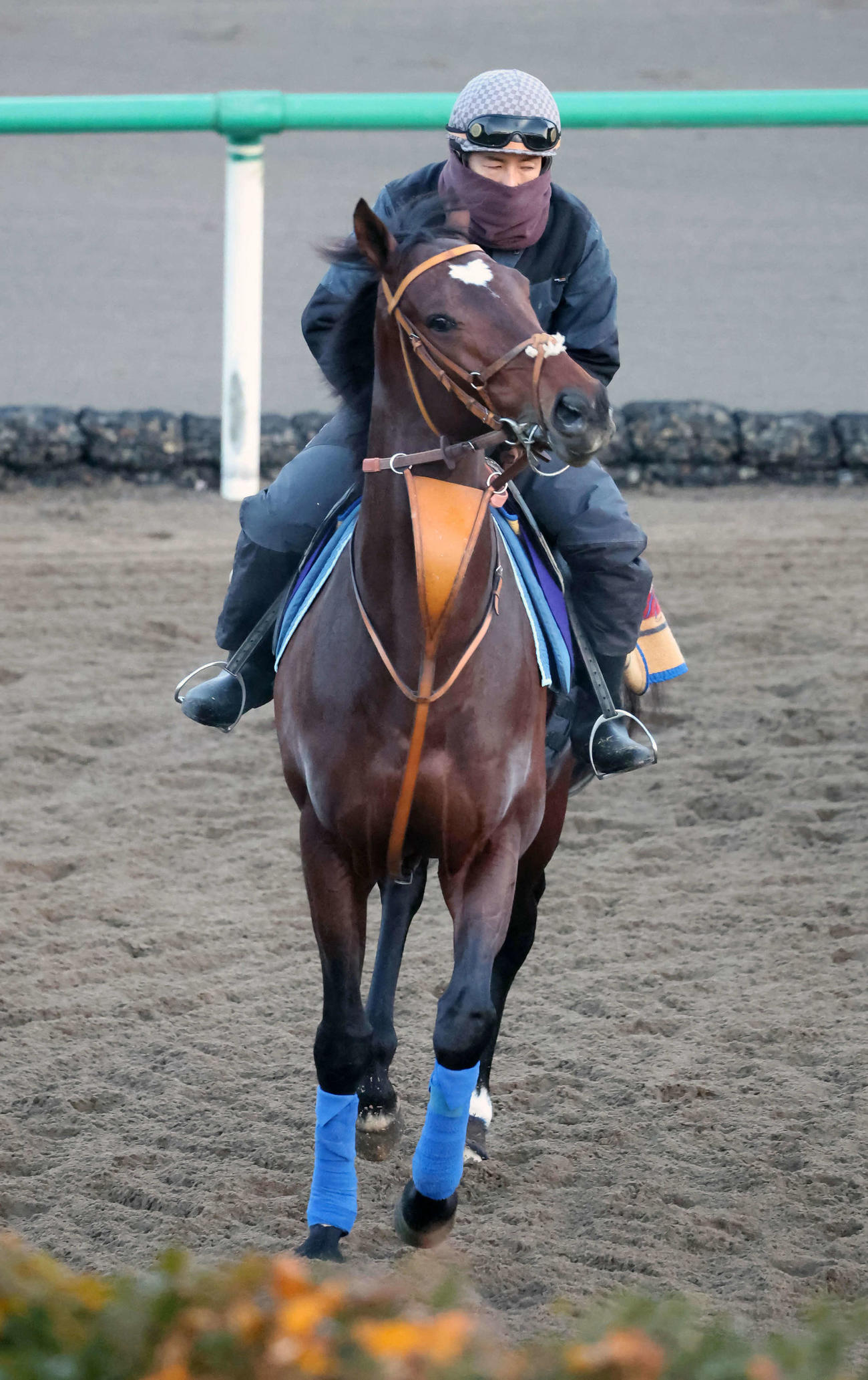 21日、角馬場で調整するタスティエーラ