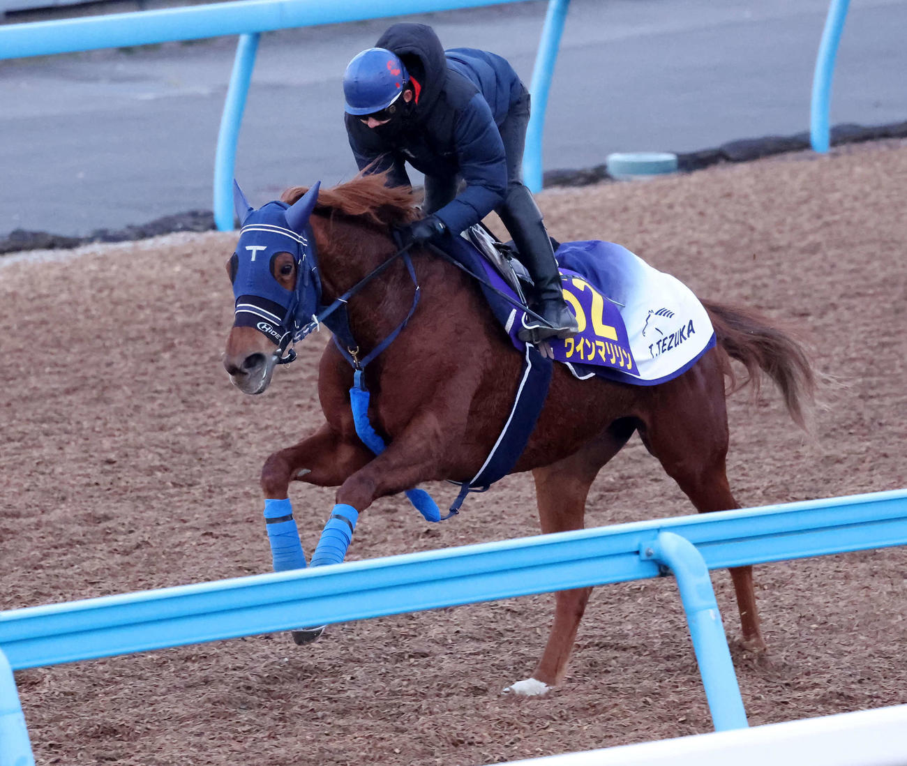 ラストランとなるウインマリリンは嶋田騎手を背に美浦ウッドで追い切られた（23年12月20日撮影）