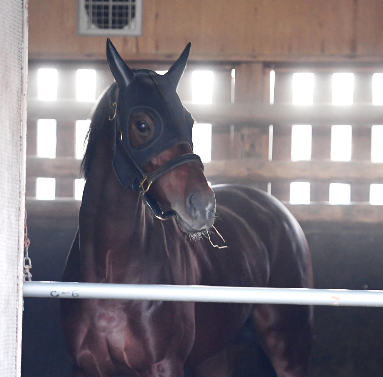 中山競馬場に到着し馬房でくつろぐプラダリア（撮影・柴田隆二）