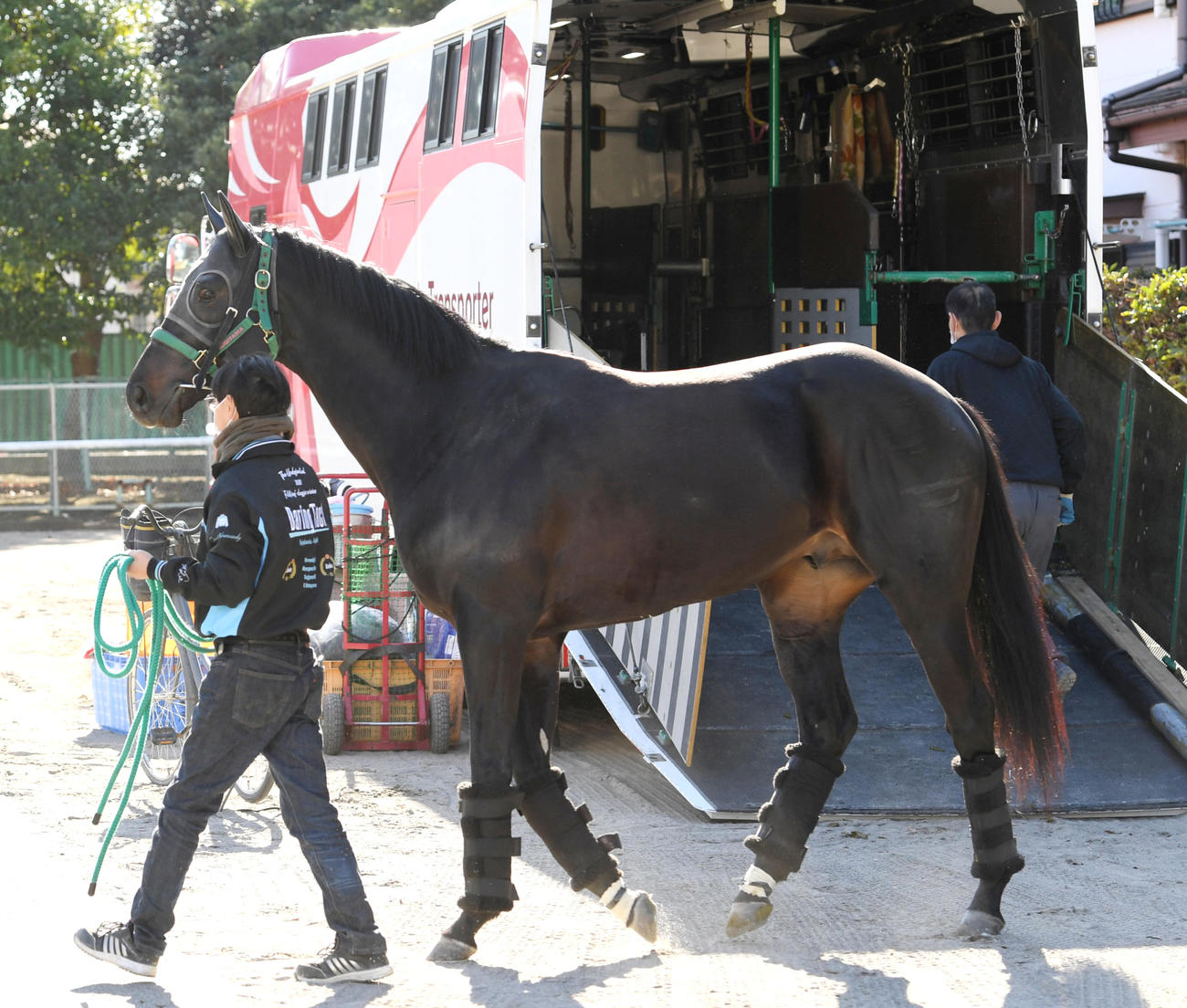 中山競馬場に到着したジャスティンパレス（撮影・柴田隆二）