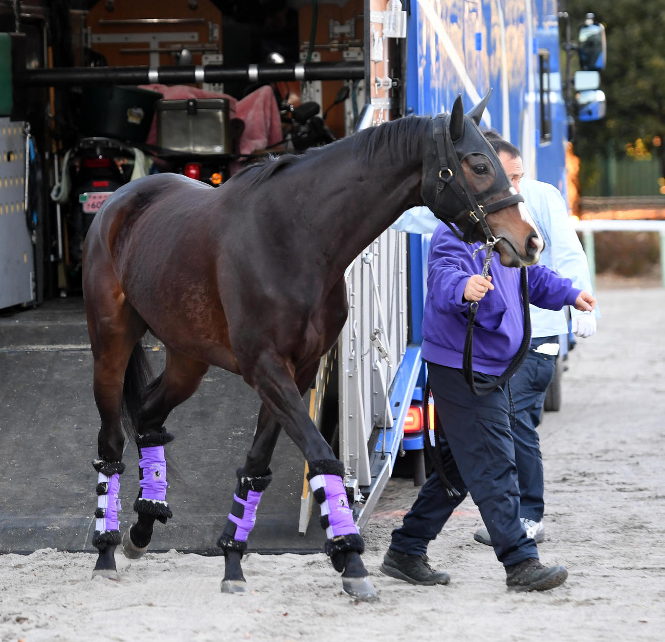 中山競馬場に到着したハーパー（撮影・柴田隆二）