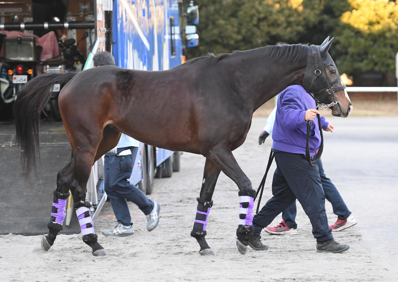中山競馬場に到着したハーパー（撮影・柴田隆二）