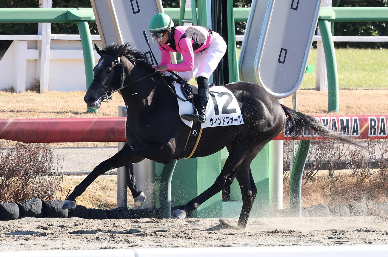 中山6R、2歳新馬戦を制したウィンドフォールと木幡巧騎手（撮影・丹羽敏通）