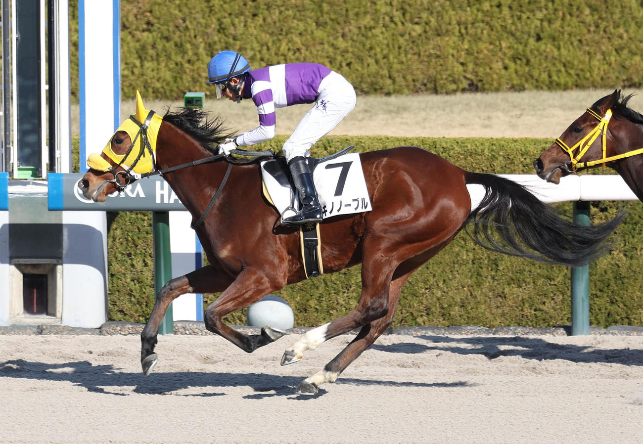 阪神4R、直線抜け出して新馬戦を制したワキノノーブル（撮影・白石智彦）