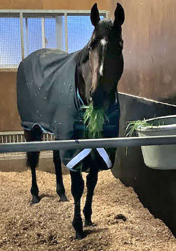 馬房で青草を食むドウデュース（撮影・明神理浩）