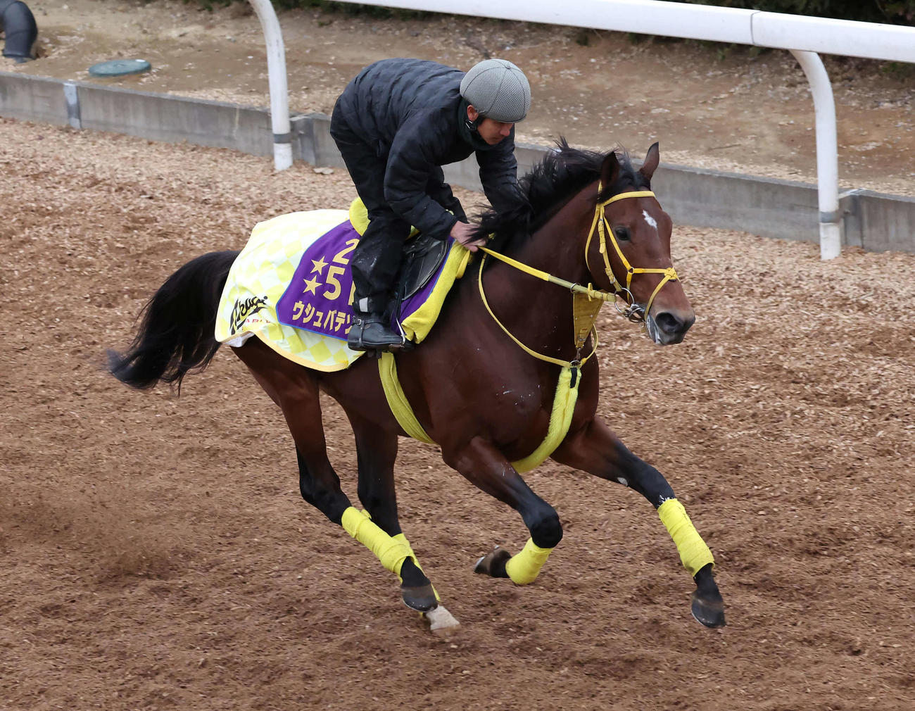 美浦坂路を駆け上がるウシュバテソーロ（23年12月19日撮影）