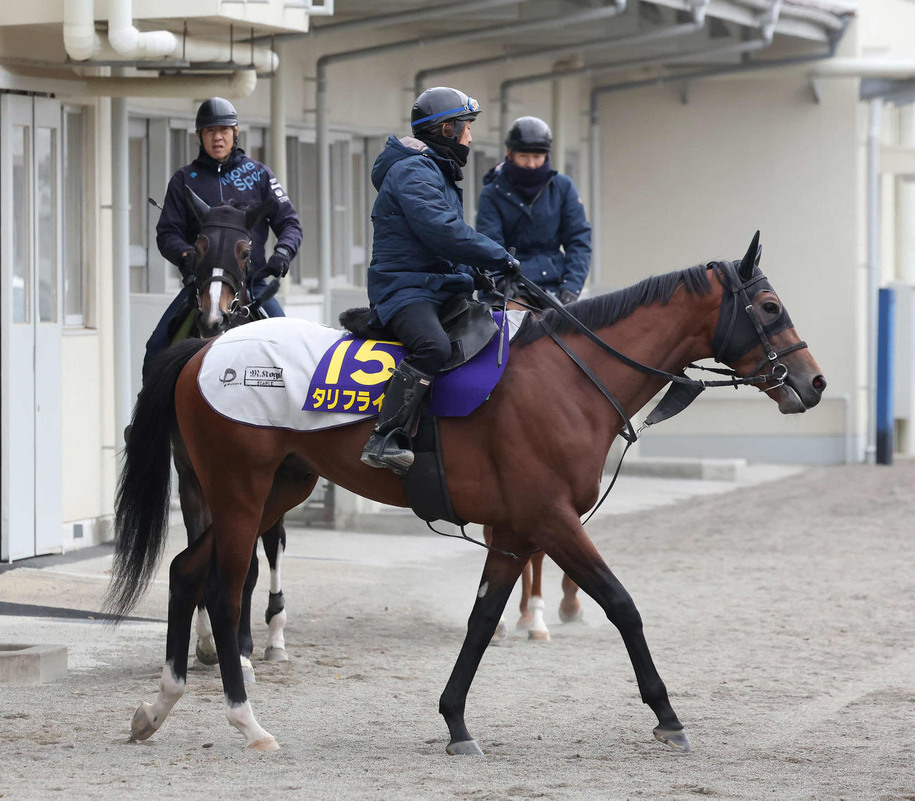 乗り運動するタリフライン（2023年12月19日撮影）