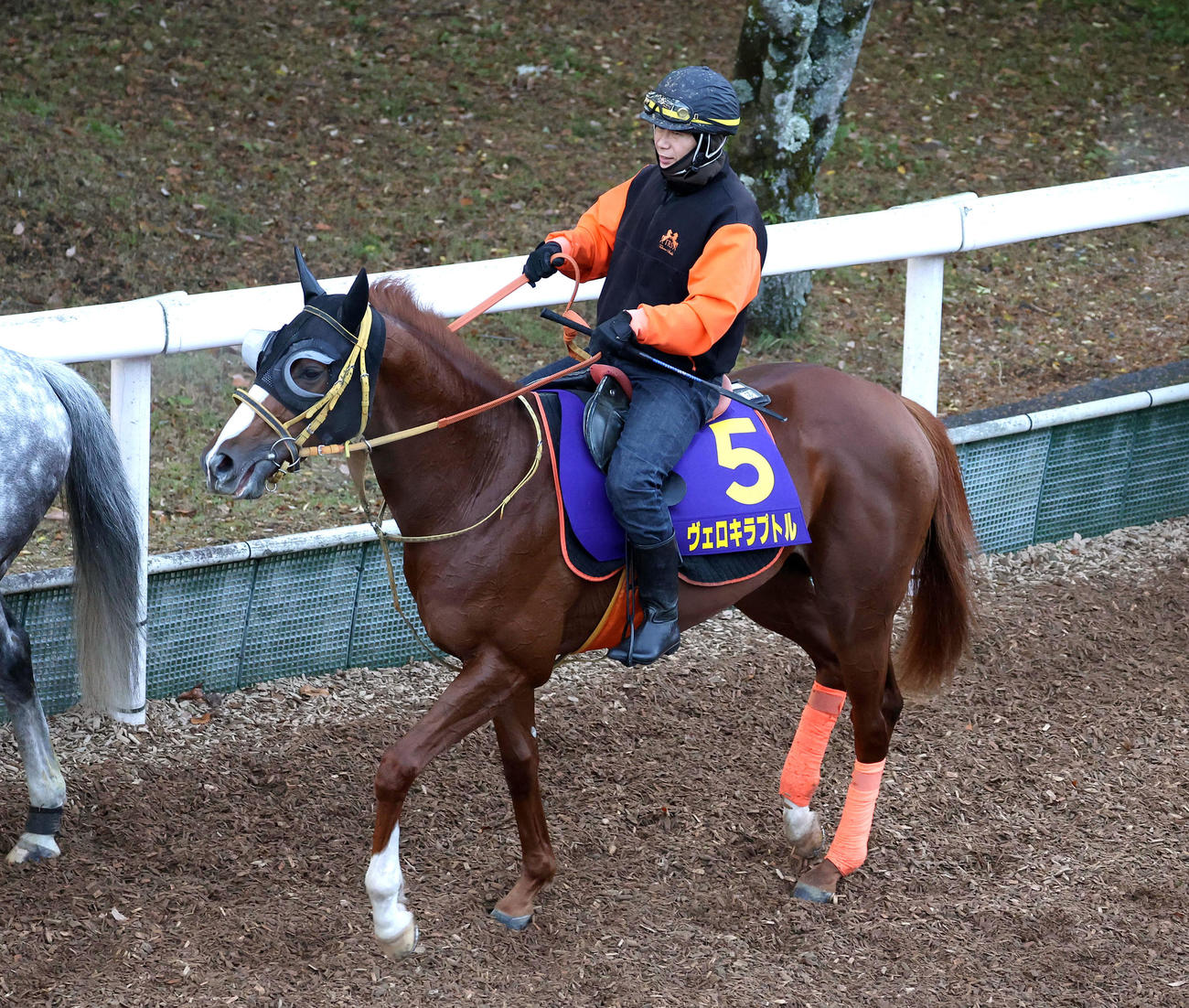 逍遥馬道で運動するヴェロキラプトル（2023年12月19日撮影）
