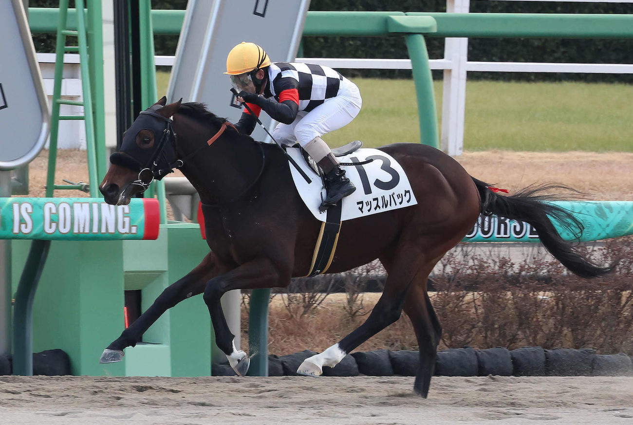 中山2R、2歳未勝利戦を制したマッスルバックと田中勝騎手（撮影・丹羽敏通）
