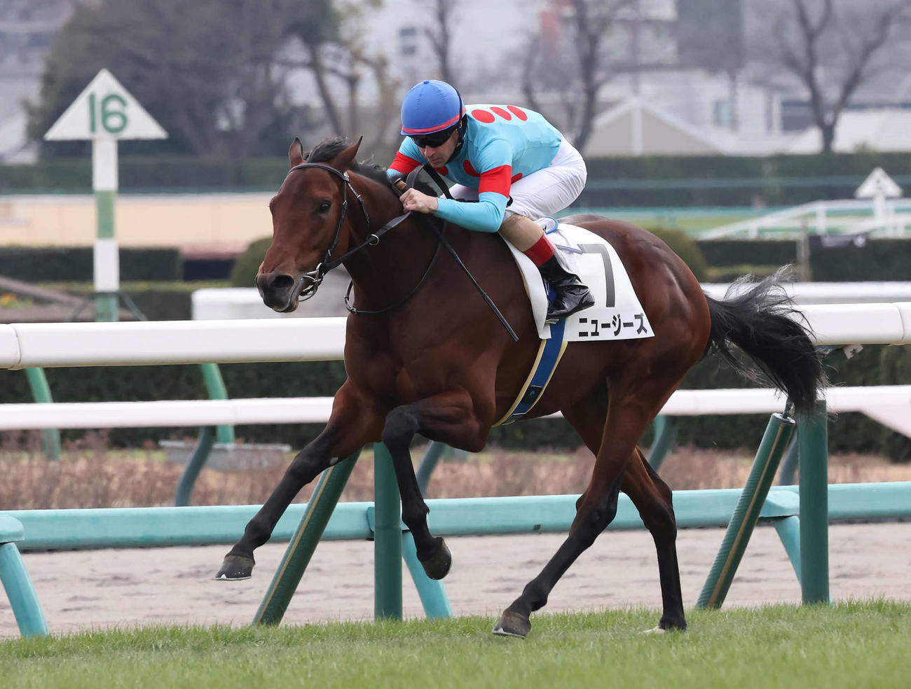 中山5R、2歳新馬戦を制したニュージーズとルメール騎手（撮影・丹羽敏通）