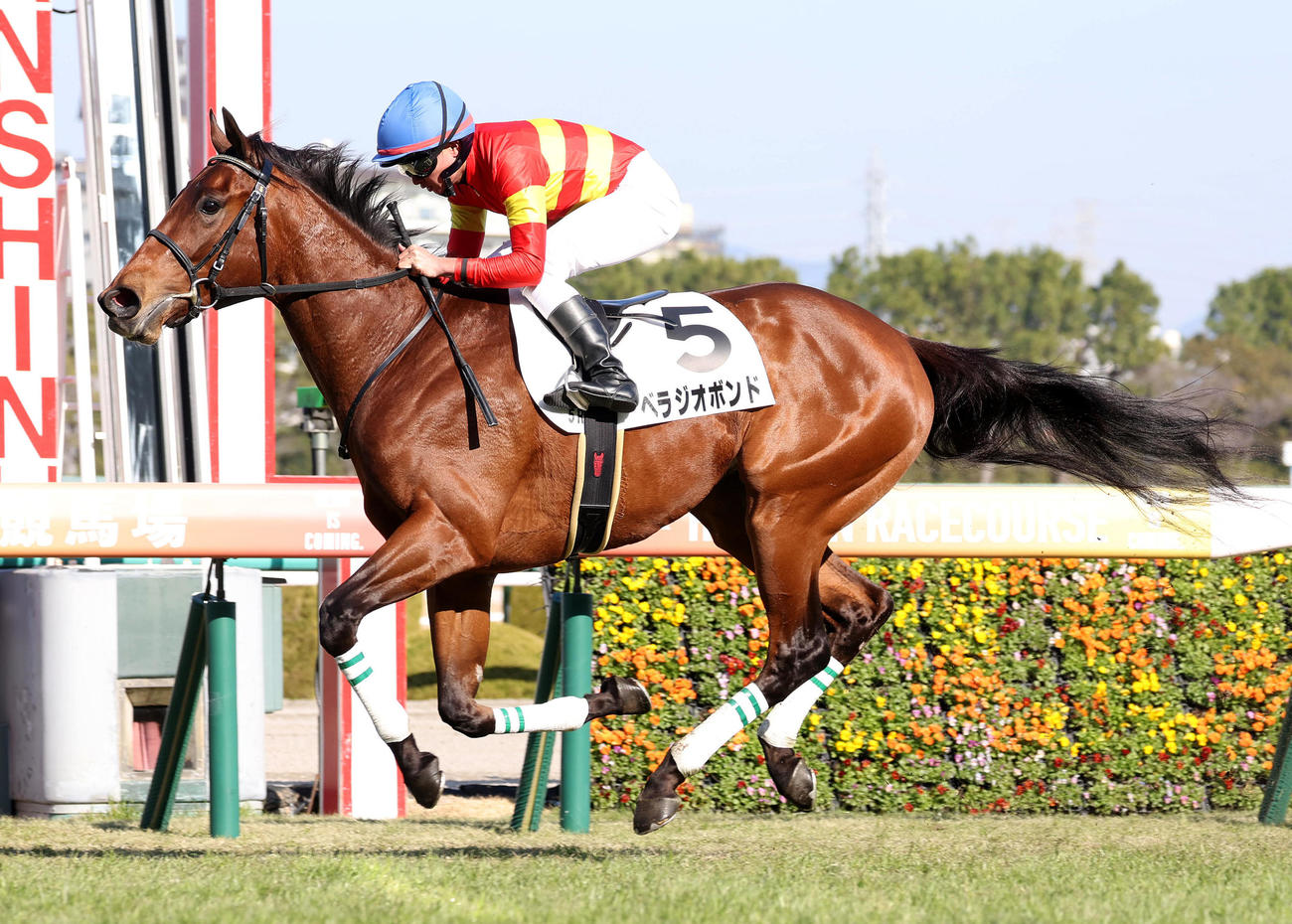 阪神5R、直線抜け出して新馬戦を制したベラジオボンド（撮影・白石智彦）