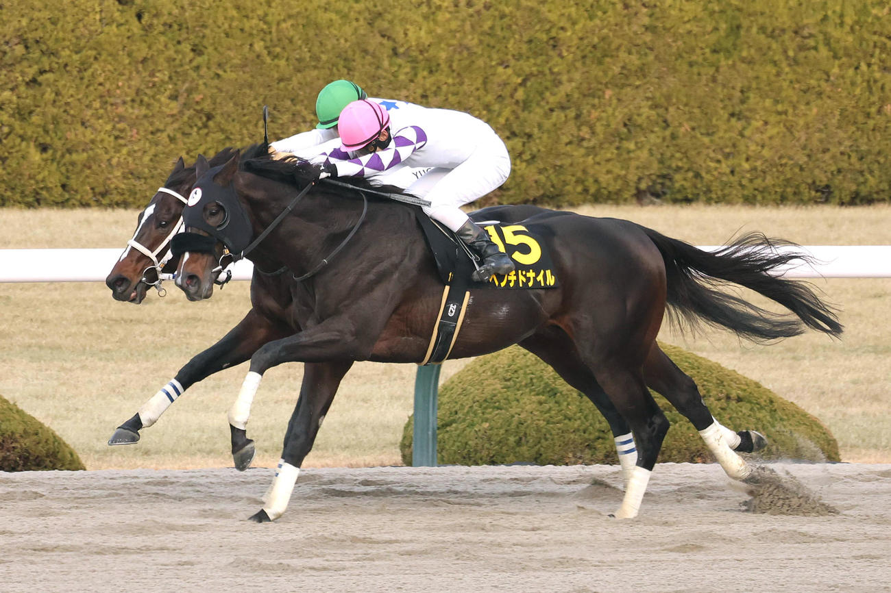 阪神11R、ハピ（奥）を差し切ってベテルギウスSを制したペプチドナイル（撮影・白石智彦）