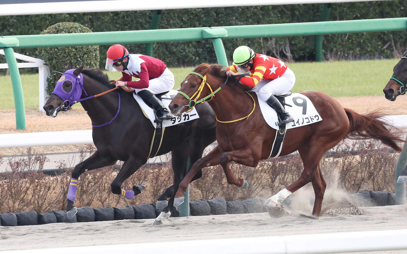 中山6R、新馬戦を制したタッカーと永野騎手（左）（撮影・丹羽敏通）