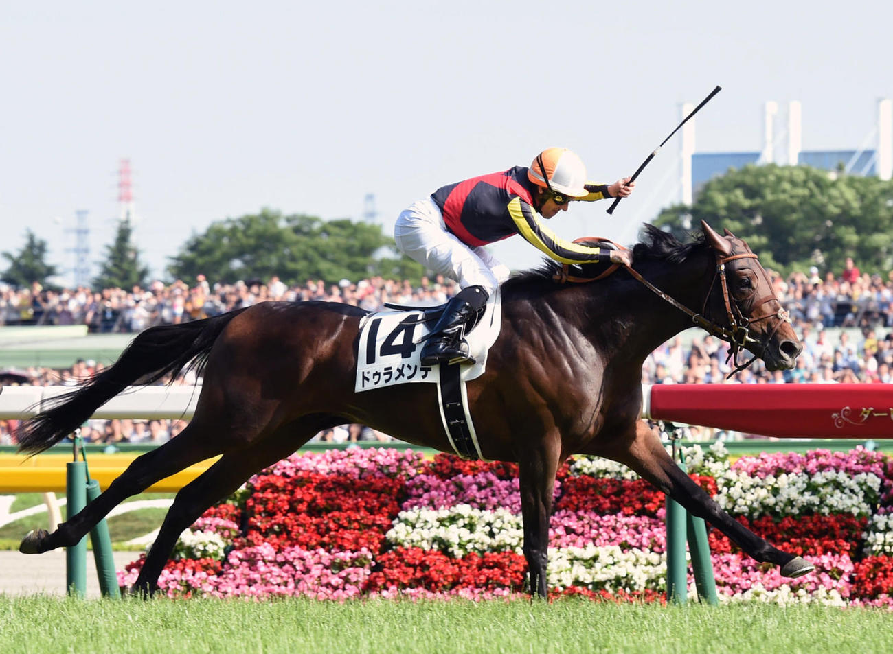 ドゥラメンテ（2015年5月31日撮影）