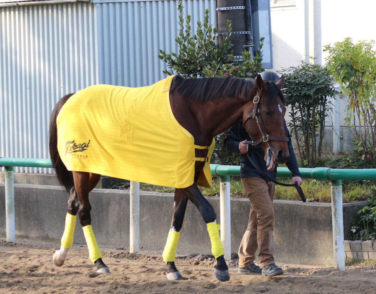 東京大賞典連覇から一夜明け、厩舎周りを運動するウシュバテソーロ（撮影・木南友輔）