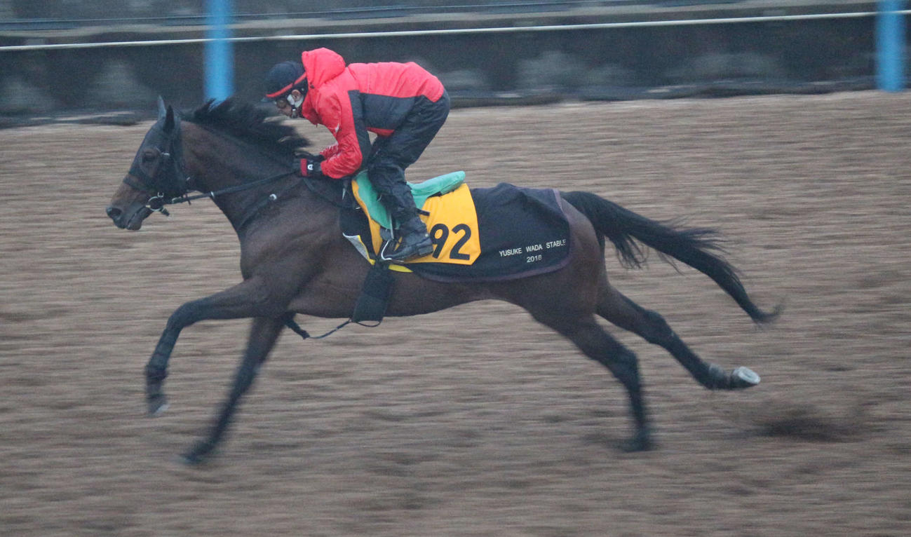 31日朝、美浦ウッドを駆け抜けるアラタ（撮影・木南友輔）