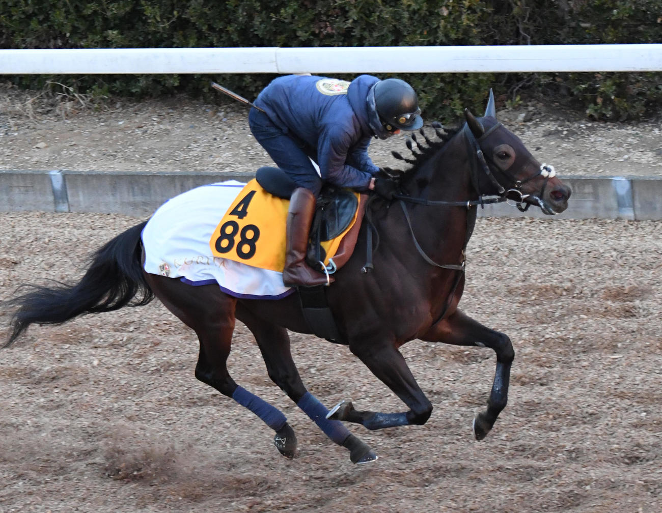 坂路を駆け上がるククナ（撮影・柴田隆二）