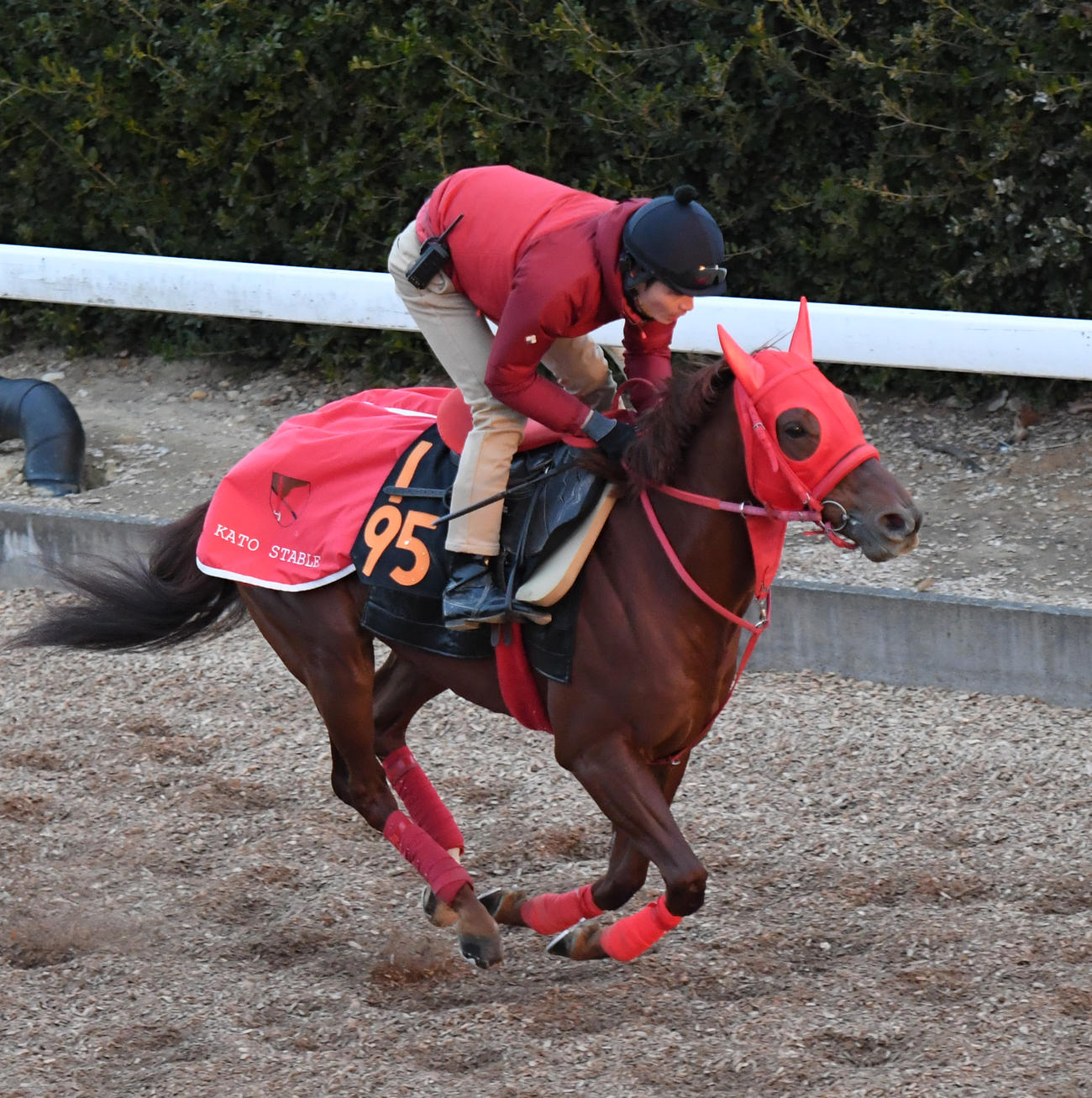 坂路を駆け上がるエコロブルーム（撮影・柴田隆二）