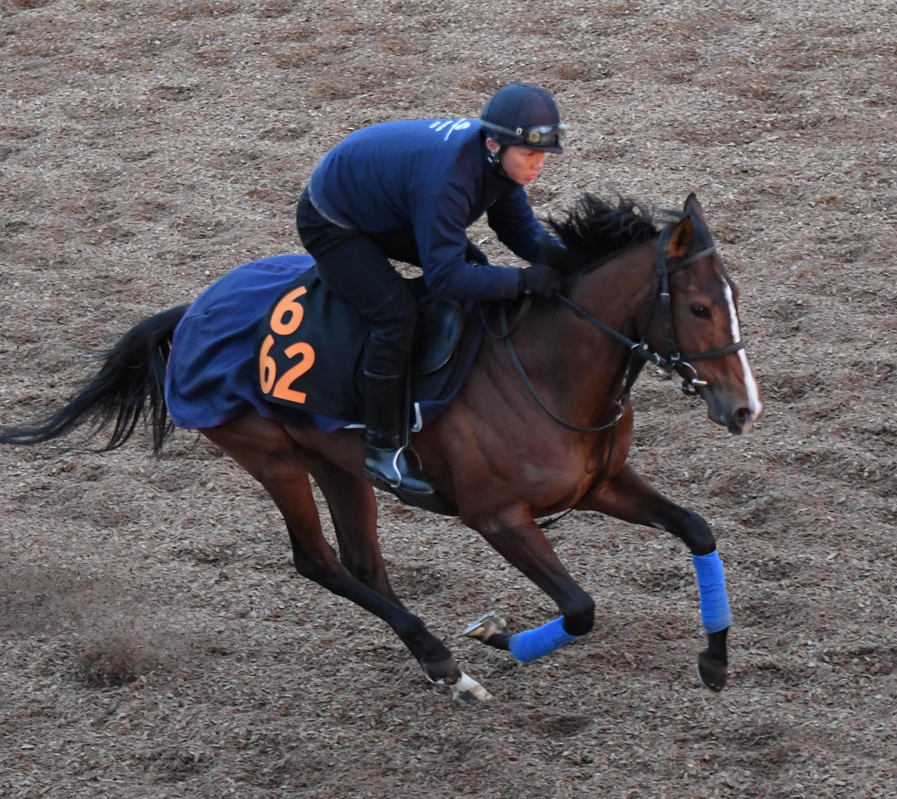 坂路を駆け上がるスティールブルー（撮影・柴田隆二）
