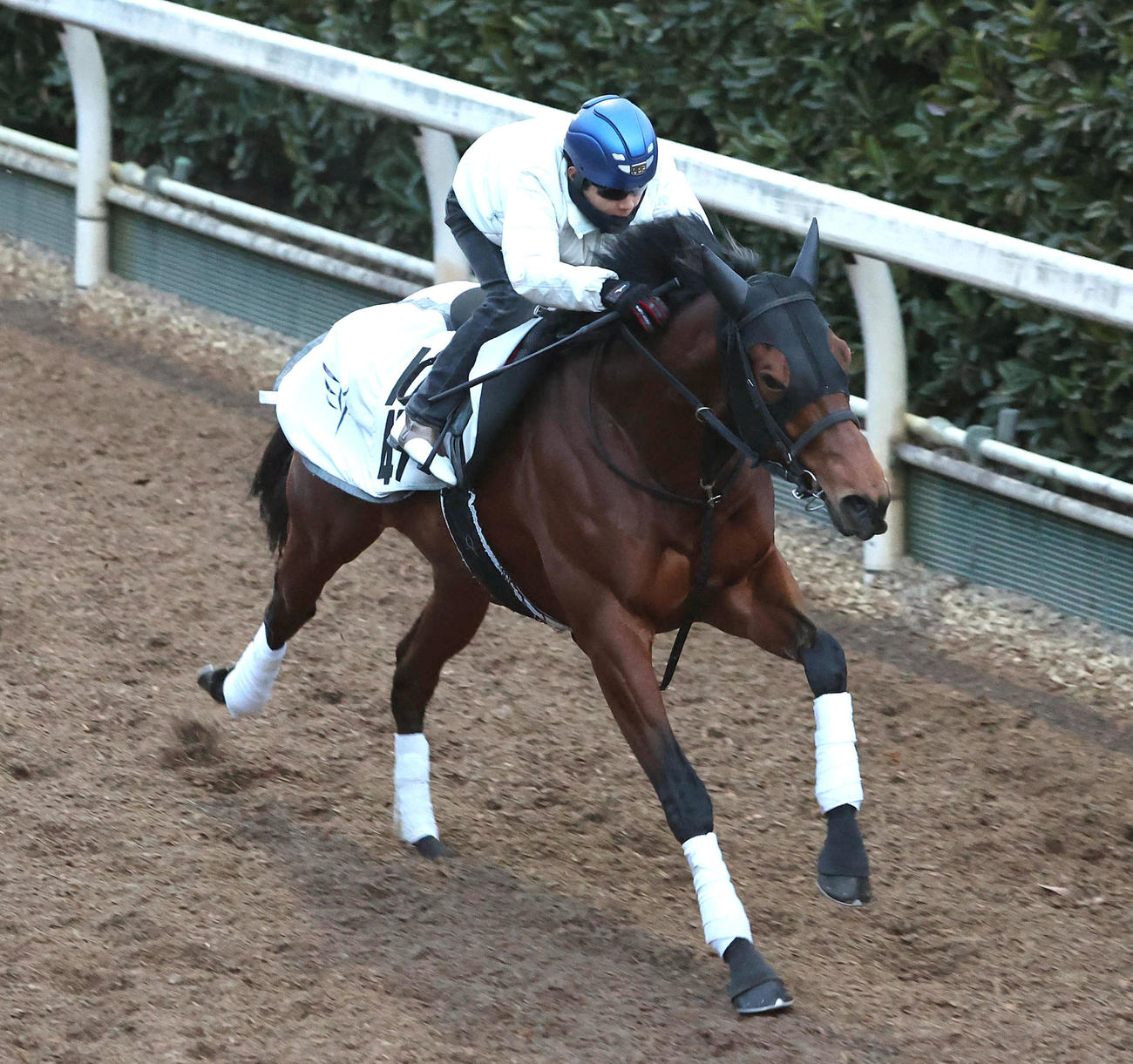 北村友騎手を背に坂路を単走で追い切るダノンタッチダウン（撮影・白石智彦）