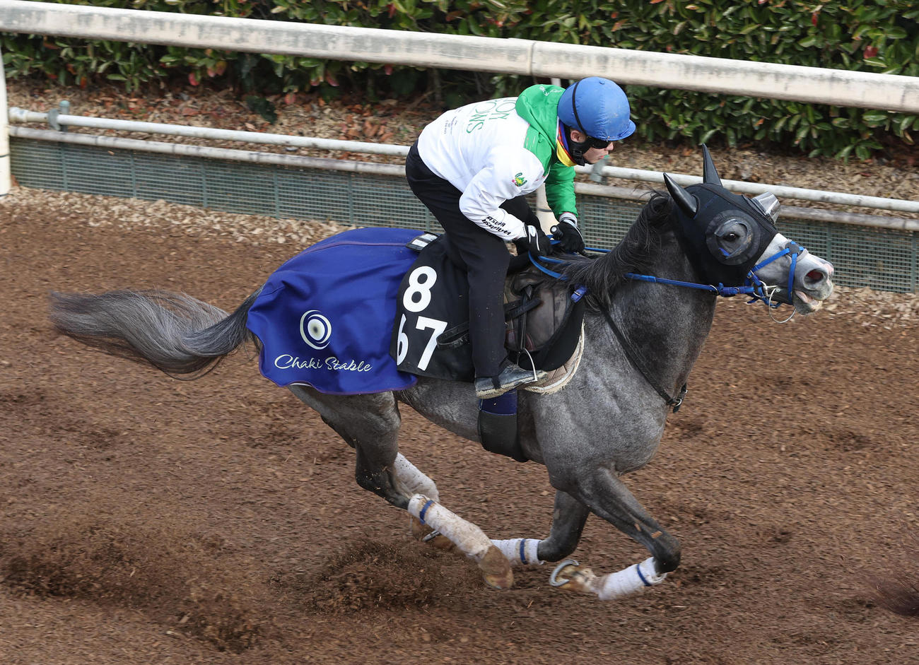西村淳騎手を背に坂路を単走で追い切るバレルターン（撮影・白石智彦）