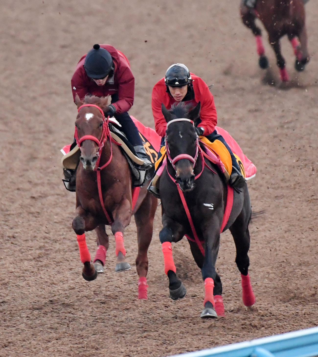 エコロブルーム（左）はアンダープロットと併せて追い切る（撮影・柴田隆二）