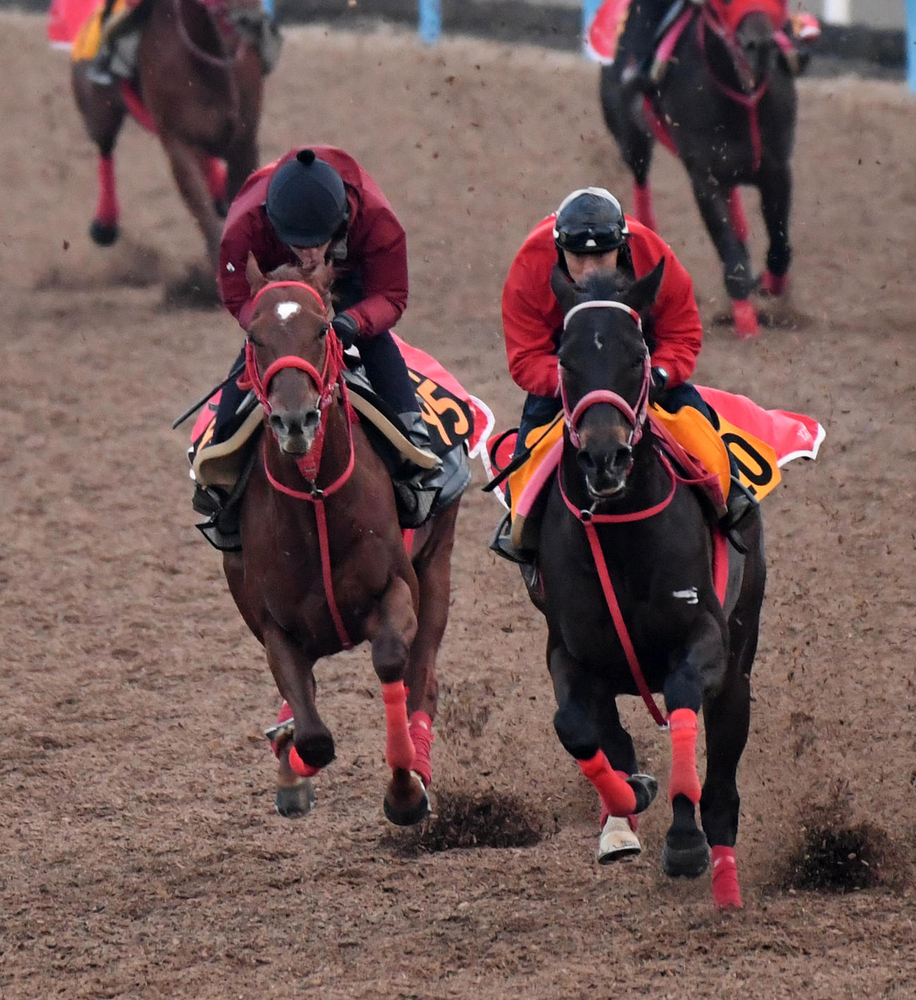 エコロブルーム（左）はアンダープロットと併せて追い切る（撮影・柴田隆二）