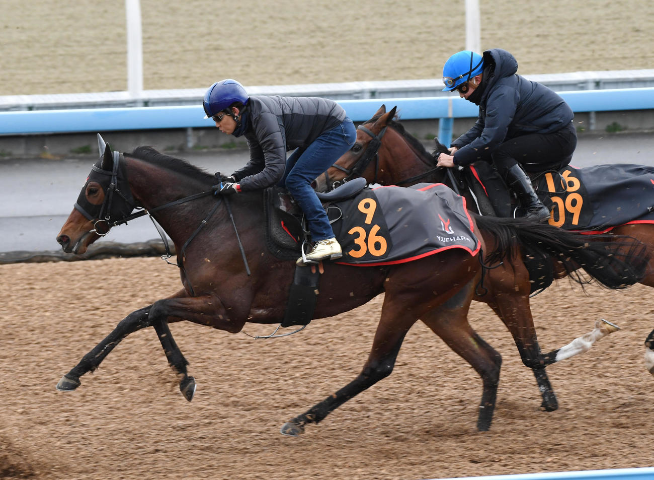 田辺騎手を背にニシノティアモ（左）は併せて追い切る（撮影・柴田隆二）
