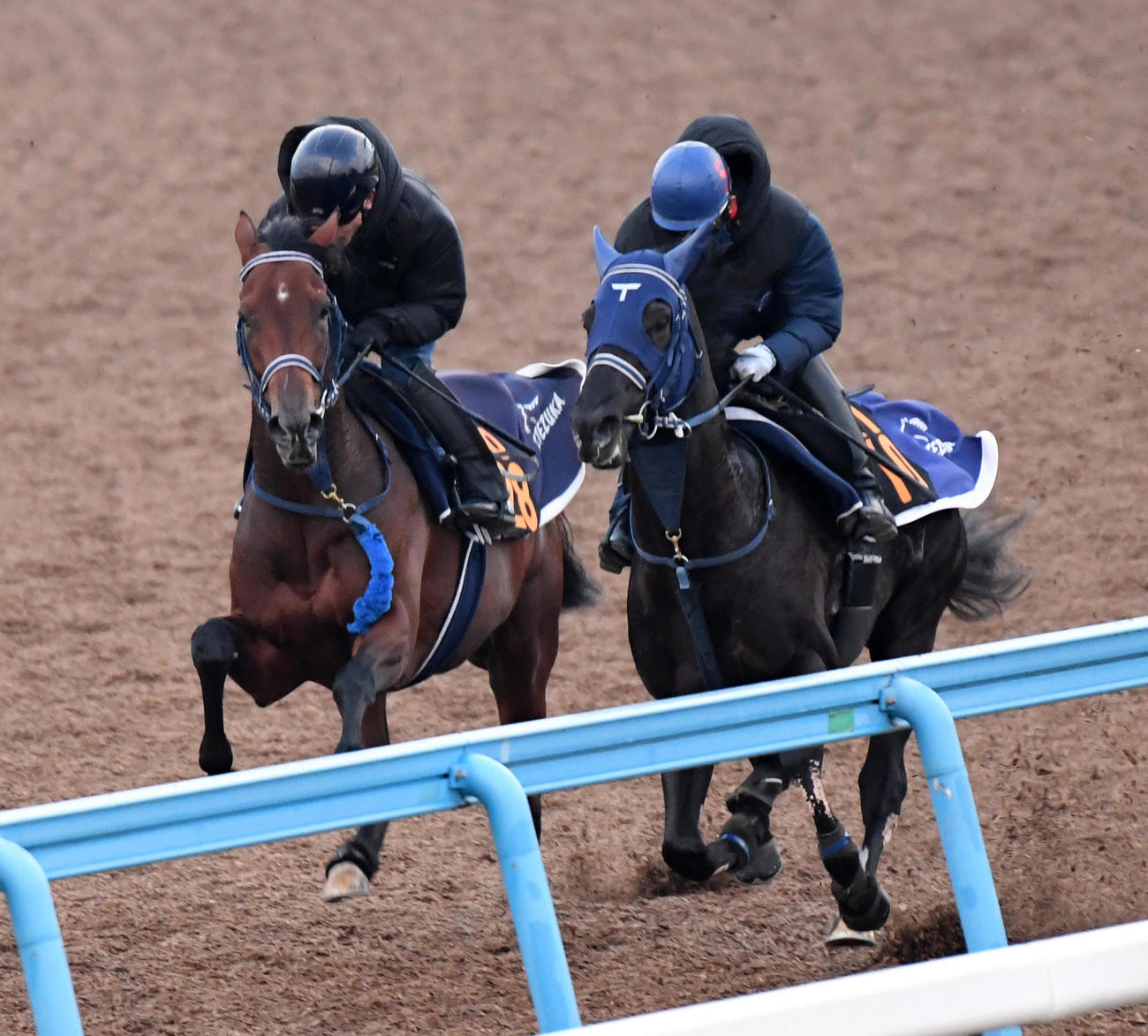 ショーマンフリート（左）はフォルラニーニと併せて追い切る（撮影・柴田隆二）