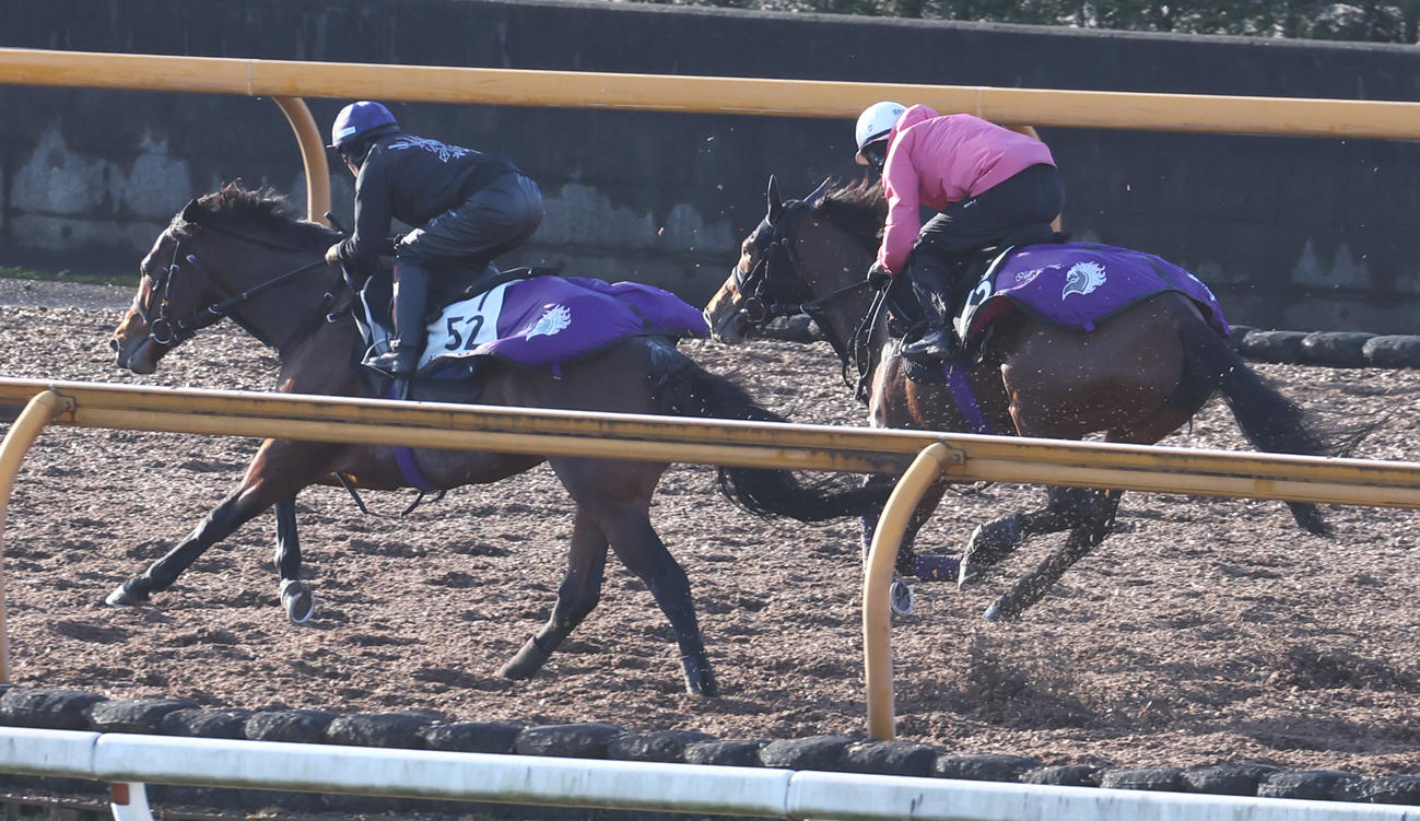 CWコースで追い切るケーブパール（右）