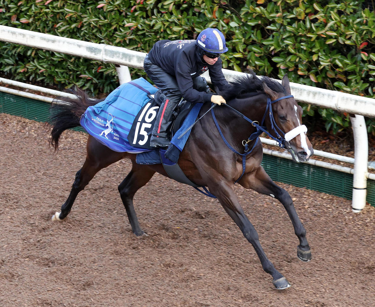 川田騎手を背に坂路を単走で追い切るノーブルロジャー（撮影・白石智彦）