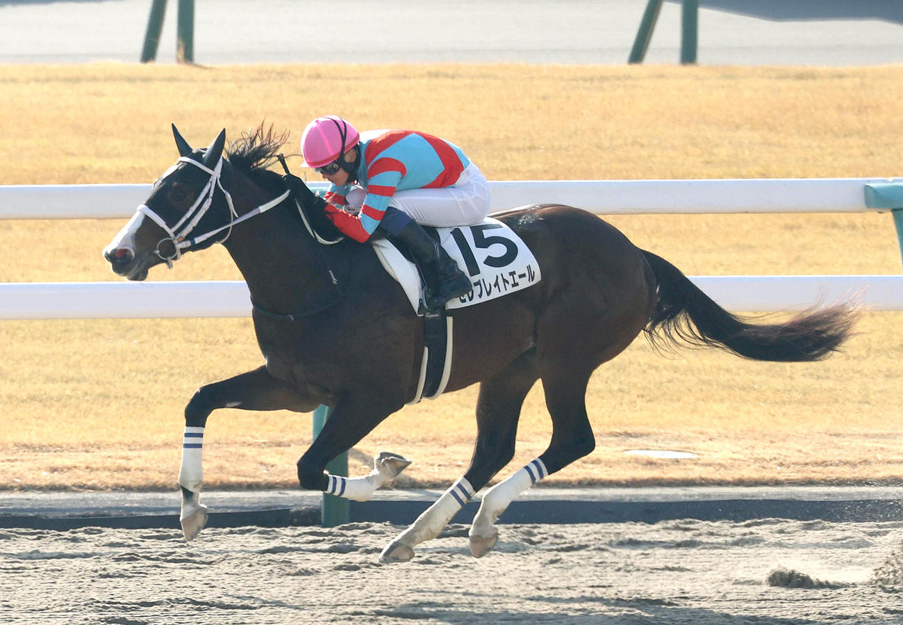 坂井騎手を背に京都1Rを制したセレブレイトエール（撮影・白石智彦）