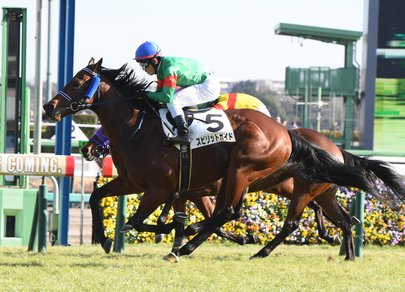 中山7R、差し切って勝利したスピリットガイド（手前）（撮影・柴田隆二）