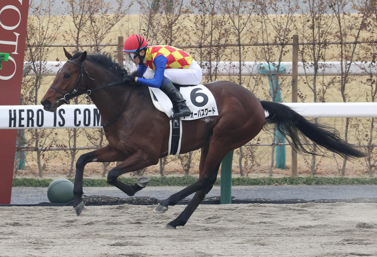 京都4R　直線抜け出して新馬戦を制したテーオーパスワード（撮影・白石智彦）