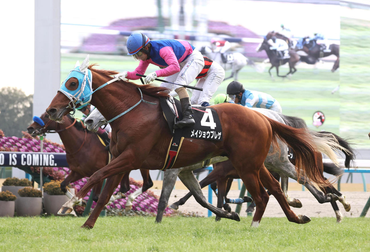 京都10R、直線外から伸びて万葉Sを制したメイショウブレゲ（撮影・白石智彦）