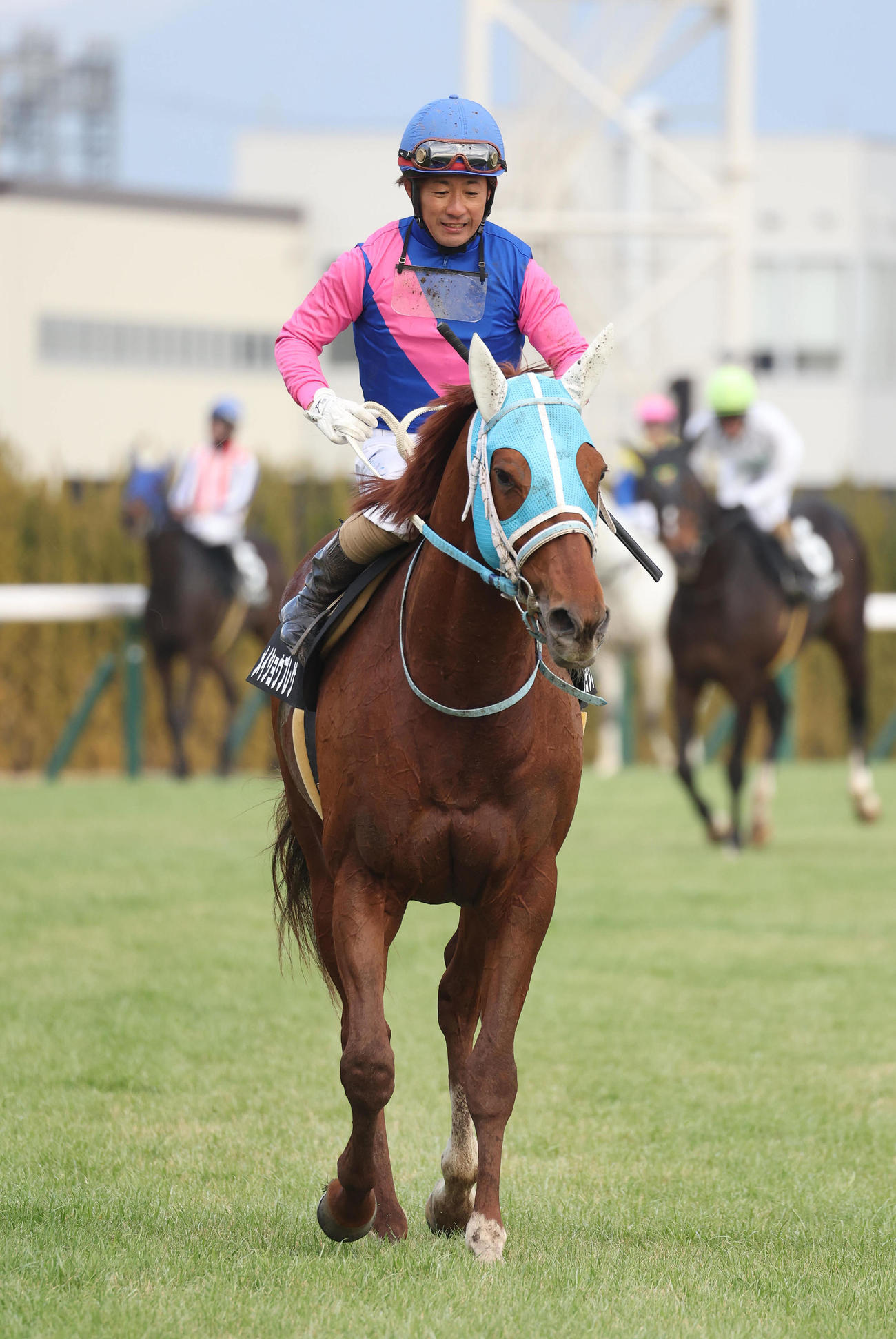 京都10R、万葉Sを制したメイショウブレゲ（撮影・白石智彦）