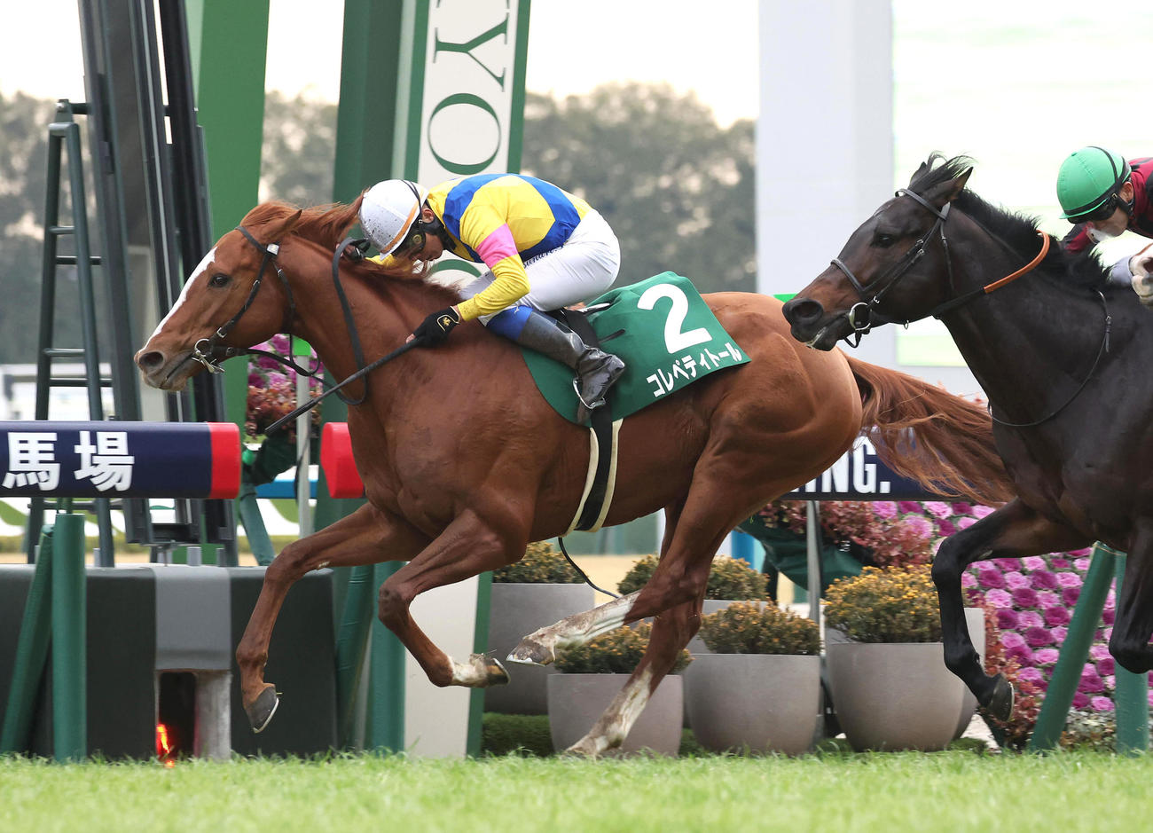 京都11R、直線内から抜け出して京都金杯を制したコレペティトール（撮影・白石智彦）