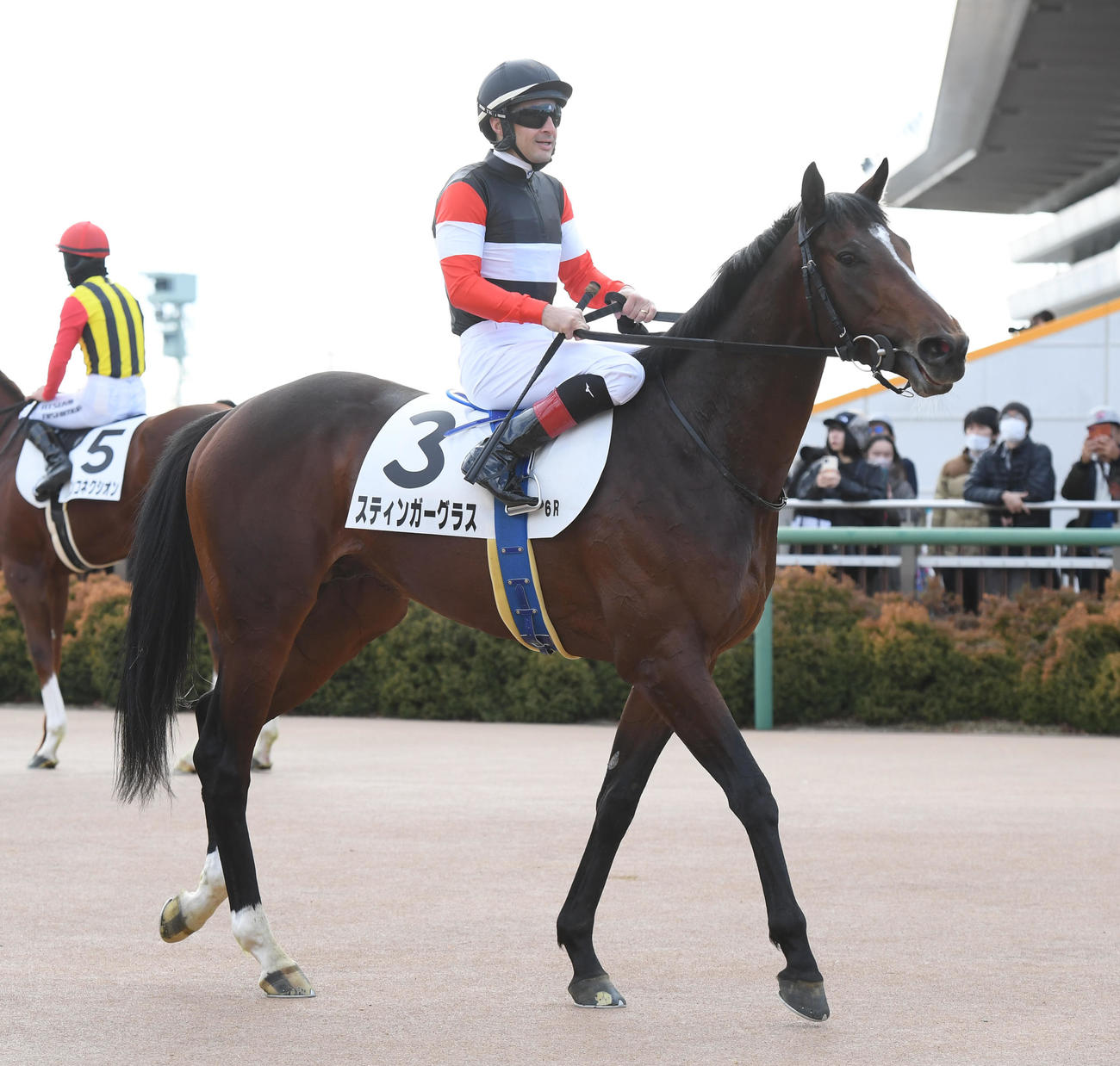 中山6R新馬戦を制したスティンガーグラスとルメール騎手（撮影・柴田隆二）