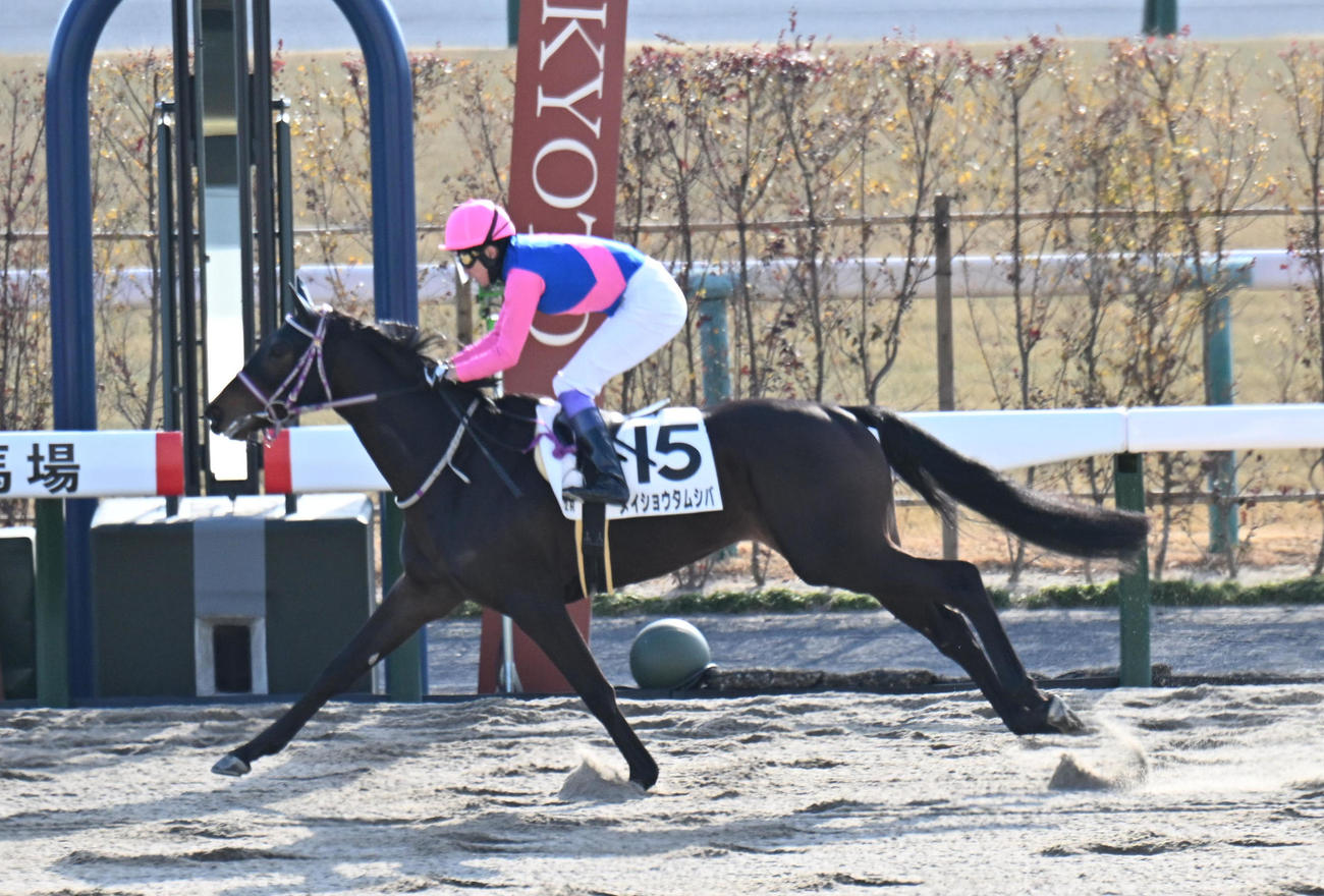 京都2R新馬戦を制したメイショウタムシバと武豊騎手（撮影・和賀正仁）