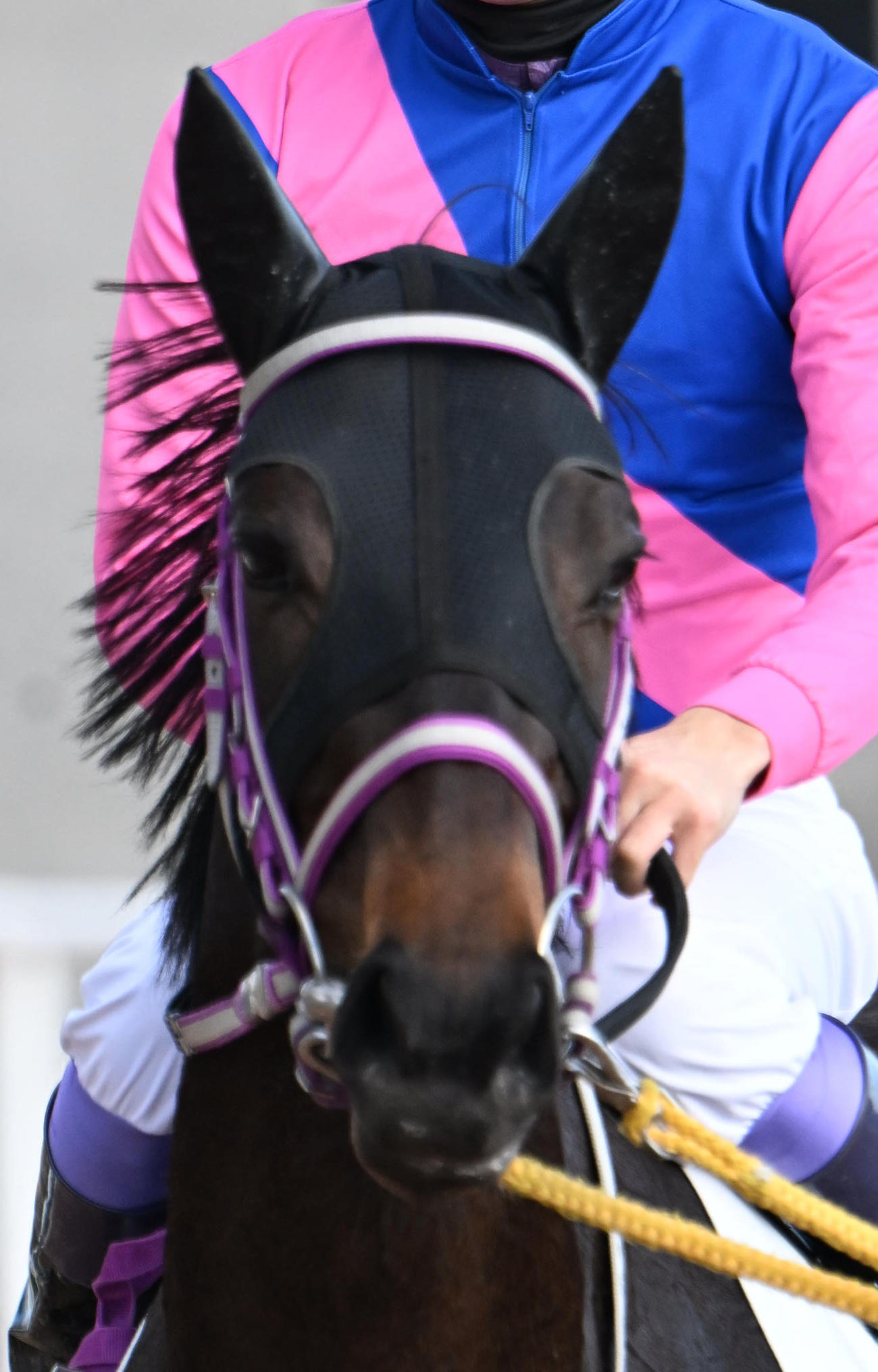 京都2R新馬戦を制したメイショウタムシバ（撮影・和賀正仁）
