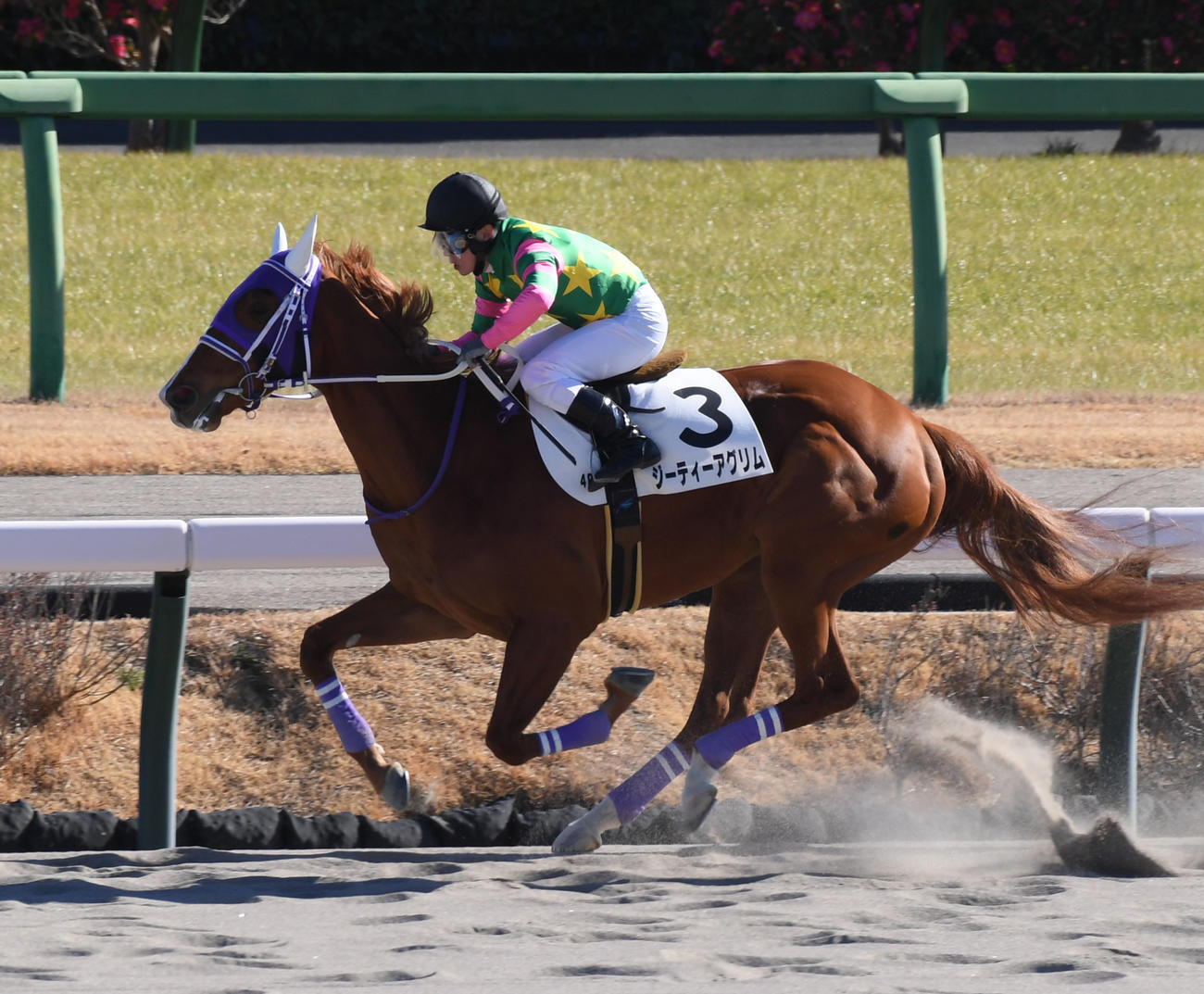 中山4R新馬戦を制したジーティーアグリムと丸田騎手（撮影・柴田隆二）