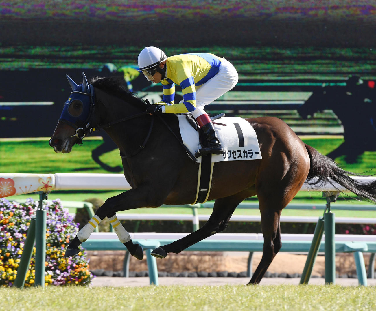 中山5R新馬戦を制したサクセスカラーと田辺騎手（撮影・柴田隆二）