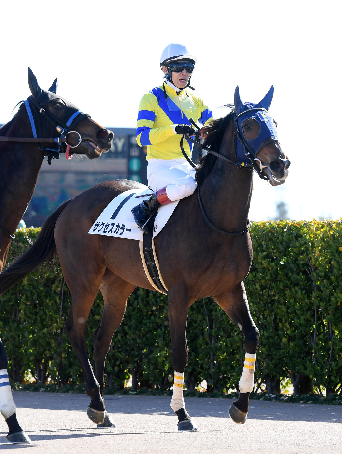 中山5R新馬戦を制したサクセスカラーと田辺騎手（撮影・柴田隆二）