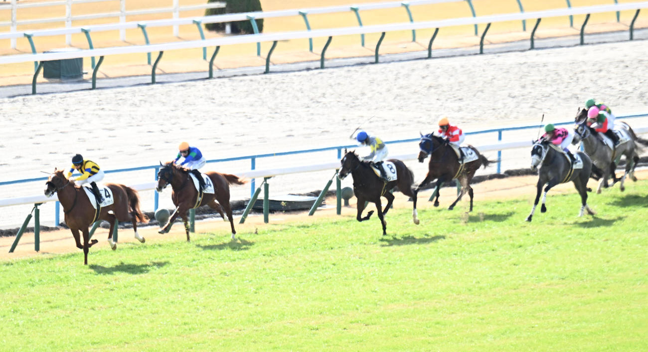 京都5R新馬戦、直線を向いて他馬を突き放すオルトパラティウム（撮影・和賀正仁）