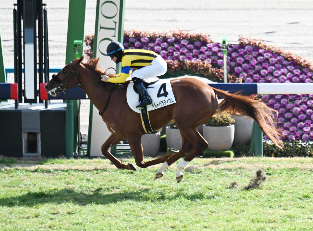 京都5R新馬戦を制したオルトパラティウムとルメール騎手（撮影・和賀正仁）